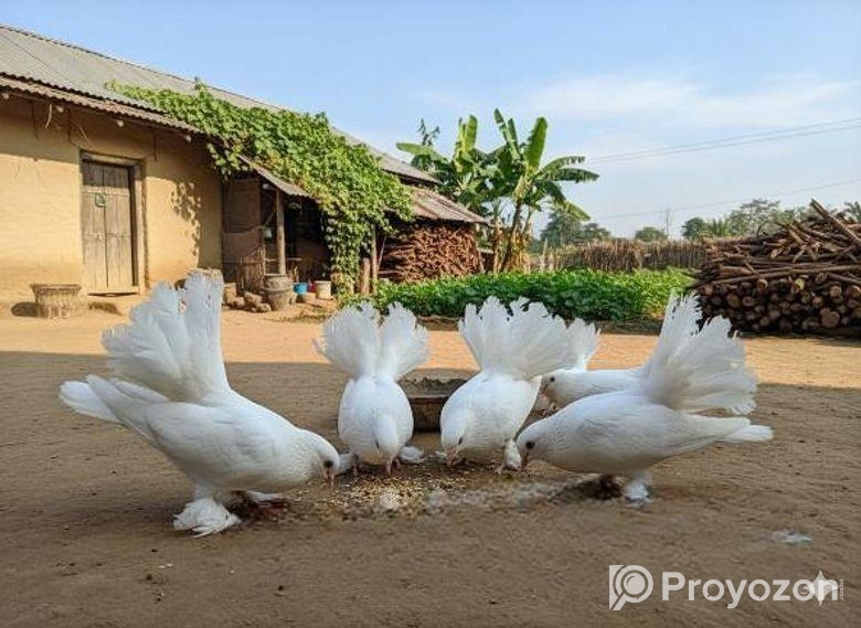 লাক্ষা কবুতর জোড়া প্রতি