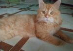 Persian cat