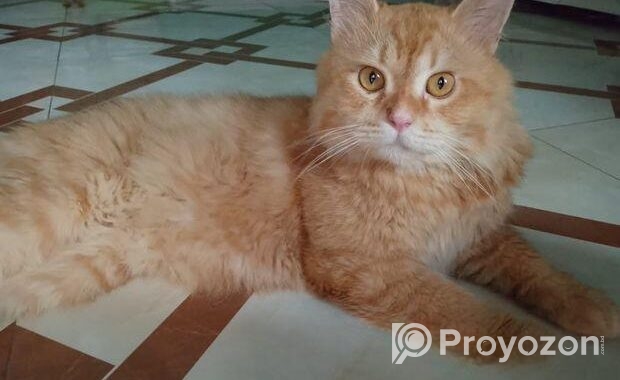 Persian cat