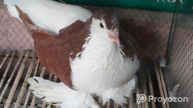 কবুতর বিক্রয়