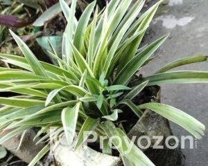 fitted-18_2025-09-03_09-43-07