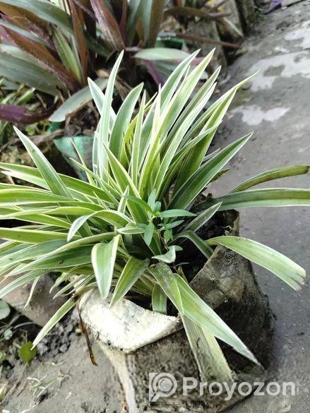 স্পাইডার প্লান্ট