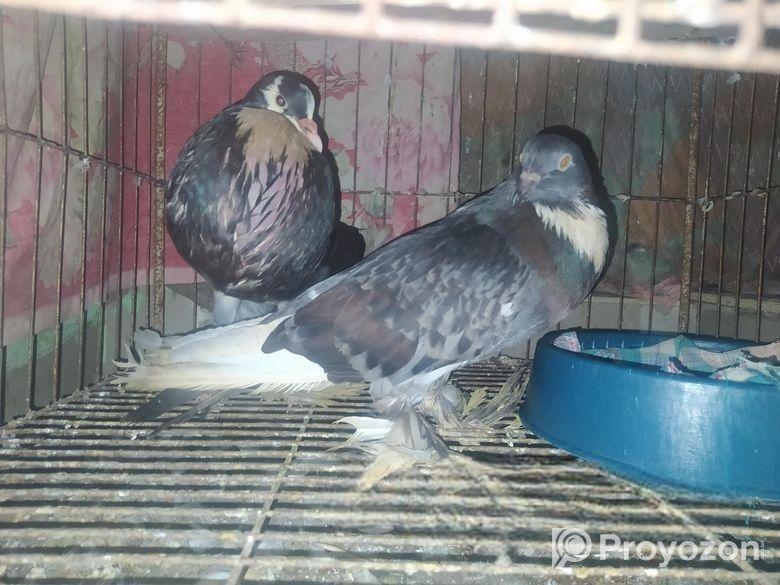 কালো পটার বল