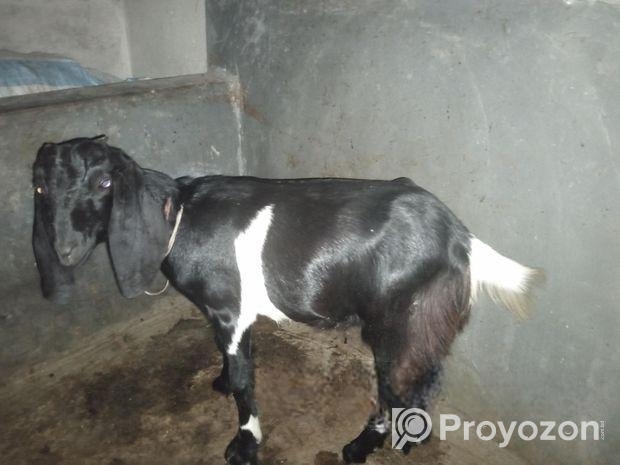 খাশি ছাগল বাচ্চা