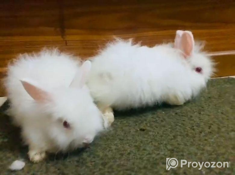 এংগোরা এডাল্ট পেয়ার