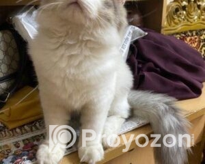 fitted-18_2025-09-17_10-06-33