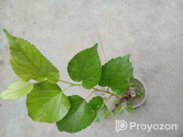 চিংমাই/থাই ভেরাইটি