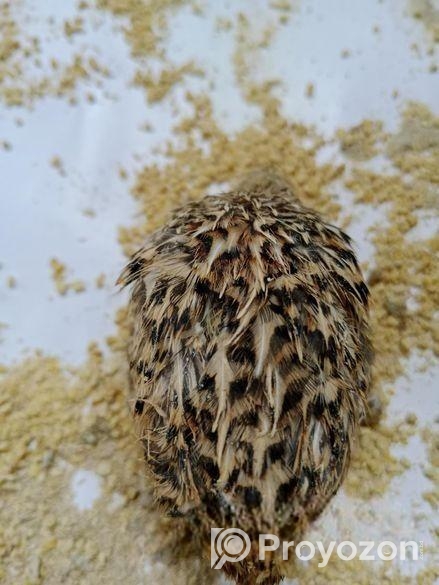 কোয়েল পাখি