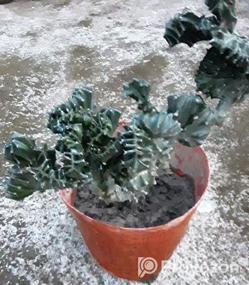 হিলি ক্যকটাস।