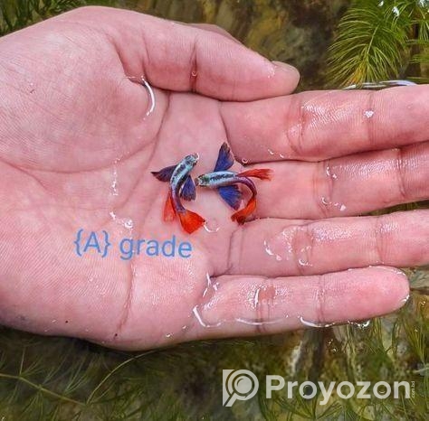 রঙিন মাছ গাপ্পি