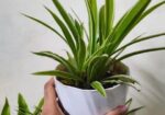 indoor plant / spider