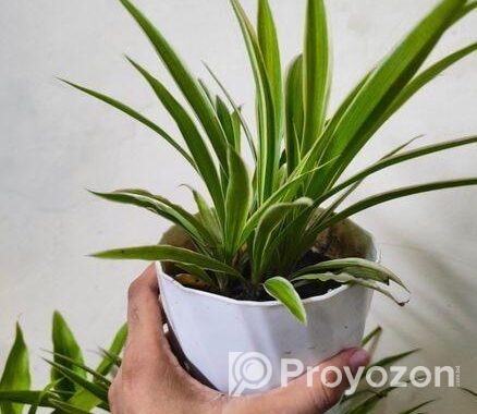 indoor plant / spider