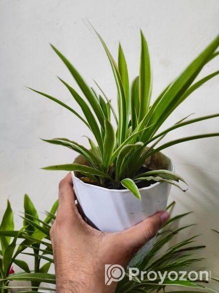 indoor plant / spider