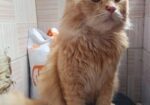 Persian cat