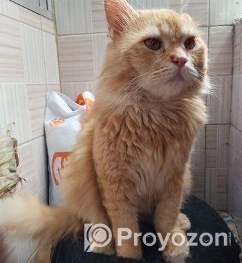 Persian cat