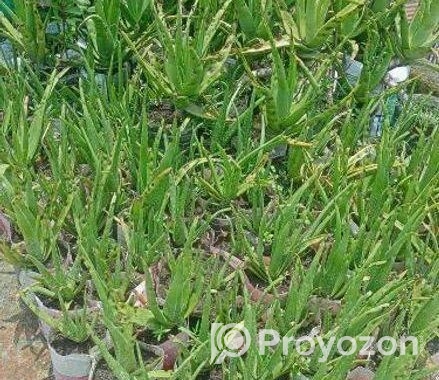উন্নত মানের এ্যালোভেরা চারা ও স্নেক প্ল্যান