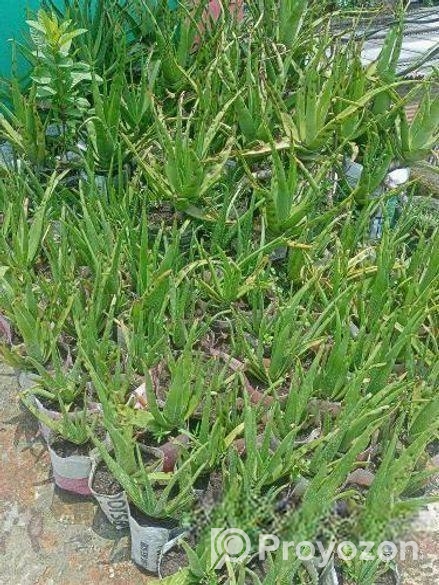 উন্নত মানের এ্যালোভেরা চারা ও স্নেক প্ল্যান