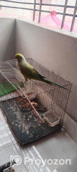 ইন্ডিয়ান রিং নেট কথা বলেv