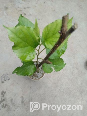 চিংমাই/থাই ভেরাইটি