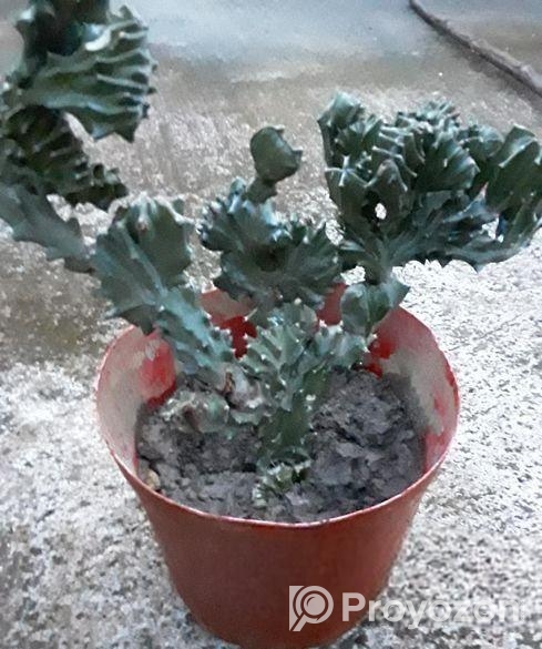 হিলি ক্যকটাস।