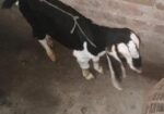 ব্ল্যাক বেঙ্গল (black Bengal Goat) উন্নত জাতের ছাগলের বাচ্চা বিক্