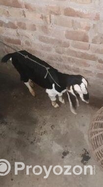 ব্ল্যাক বেঙ্গল (black Bengal Goat) উন্নত জাতের ছাগলের বাচ্চা বিক্