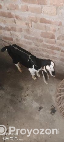 ব্ল্যাক বেঙ্গল (black Bengal Goat) উন্নত জাতের ছাগলের বাচ্চা বিক্