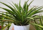 indoor plant / spider