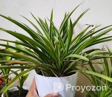 indoor plant / spider