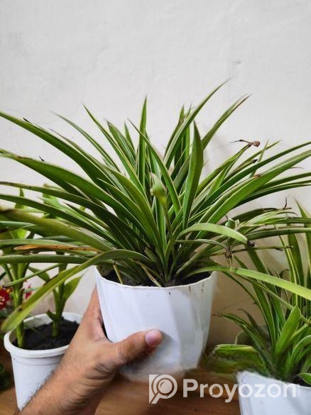 indoor plant / spider