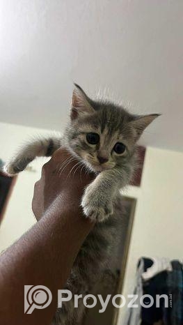 high-quality part mixed