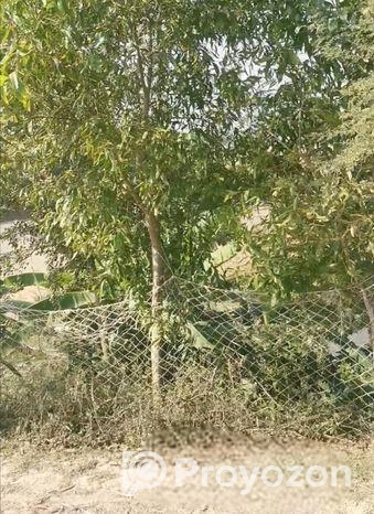 নোয়াখালী চর এলাহী