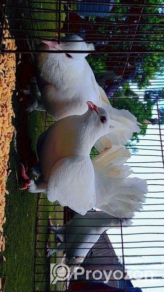 কবুতর বিক্রয়