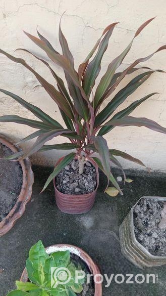 পাতাবাহার চারাটি বিক্রি হবে