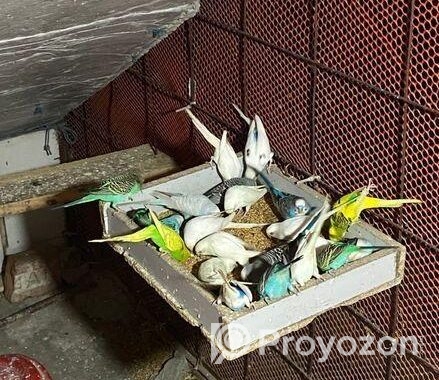 Bajrigor Birds baby sell