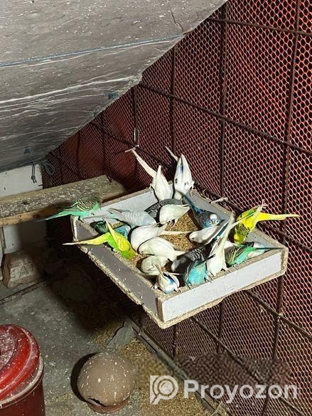 Bajrigor Birds baby sell