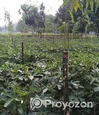 JOMI BIKROY