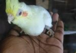 লুটিনো কোকাটেল টেম সাইজ বেবি