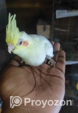 লুটিনো কোকাটেল টেম সাইজ বেবি