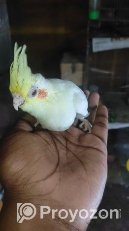 লুটিনো কোকাটেল টেম সাইজ বেবি