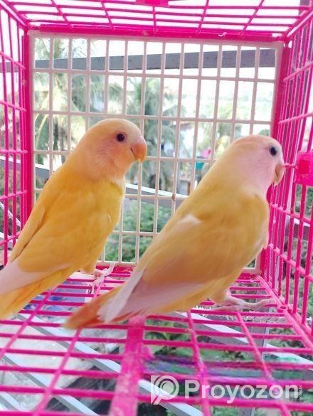 ২ পিস লাভবার্ড বেবি বিক্রি করা হবে।