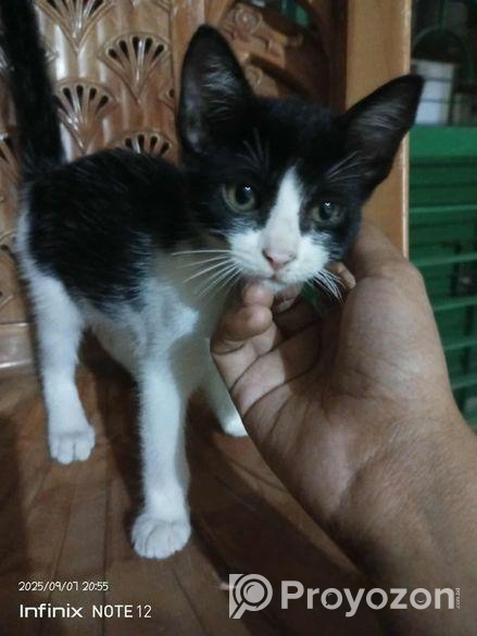 সাদাকালো হেলমেট বাচ্চা বিড়াল ফ্রি ফর অ্যাডাপশন