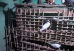 ৩০ জোড়ার মত রানিং কবুতর বিক্রি করা হবে,।