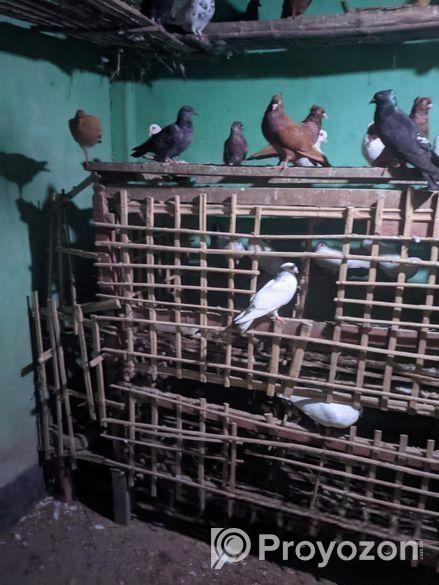 ৩০ জোড়ার মত রানিং কবুতর বিক্রি করা হবে,।