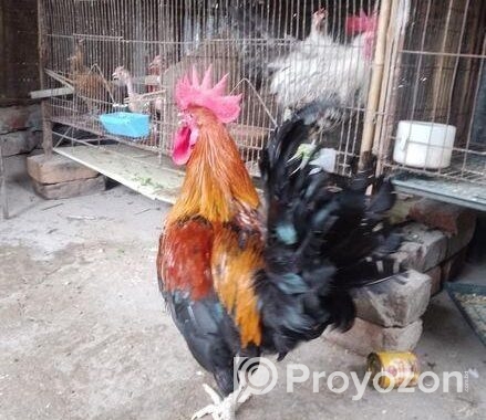 পাহাড়ি মোরগ