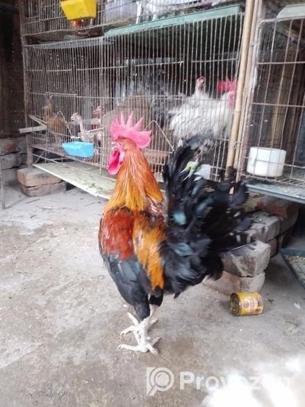 পাহাড়ি মোরগ