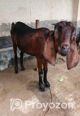 ছাগল বিক্রয়