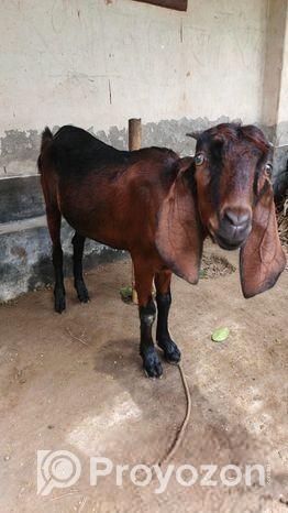 ছাগল বিক্রয়