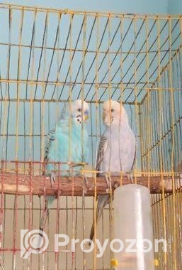 একজোড়া রানিং পেয়ার বিক্রি করা হবে ডিম সহকার।