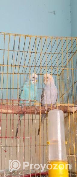 একজোড়া রানিং পেয়ার বিক্রি করা হবে ডিম সহকার।